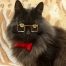 Gammel kat med briller
