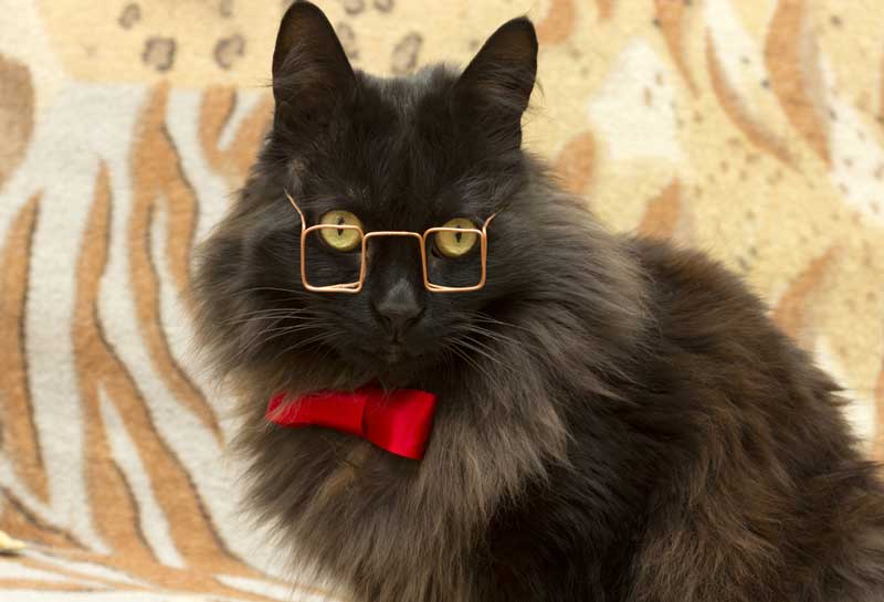 Gammel kat med briller