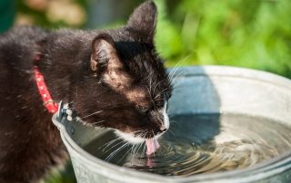 Kat der drikker vand