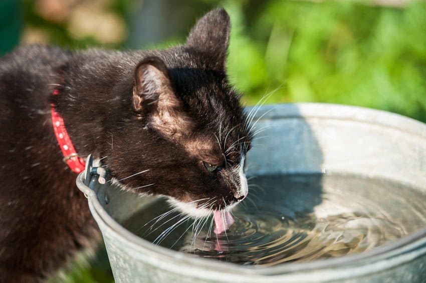 Kat der drikker vand