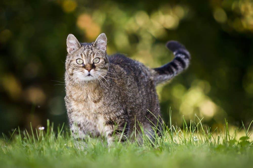 Overvægtig kat på græs