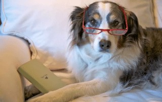 Gammel hund med briller