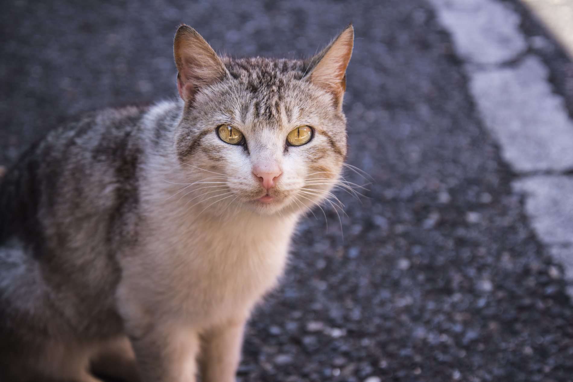 Genre jeans Bering strædet Herreløse katte i danmark